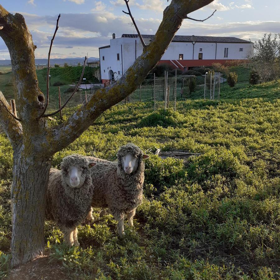 Masseria Agriturismo Moschella Posta Piana Luaran gambar